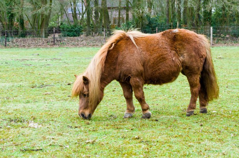 Geen vermindering van schadevergoeding vanwege eigen schuld 7-jarige amazone