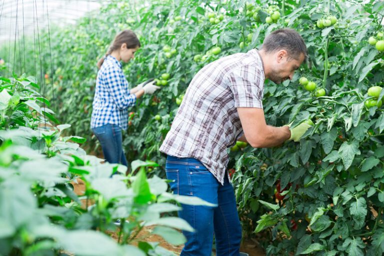 Wet toelating terbeschikkingstelling van arbeidskrachten door de Eerste Kamer